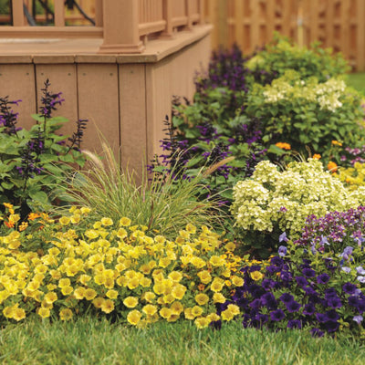 Supertunia Mini Vista® Yellow Petunia (Petunia hybrid)