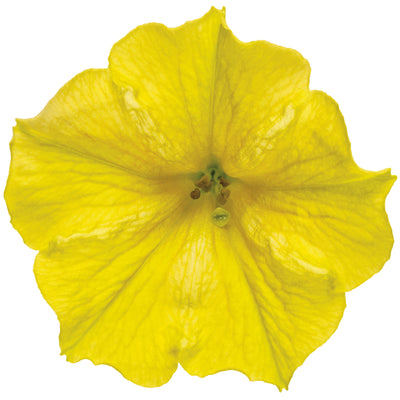 Supertunia Mini Vista® Yellow Petunia (Petunia hybrid)