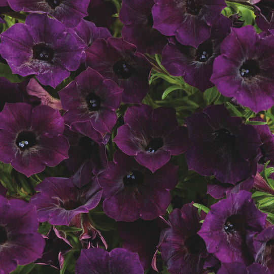Supertunia Mini Vista® Midnight Petunia
