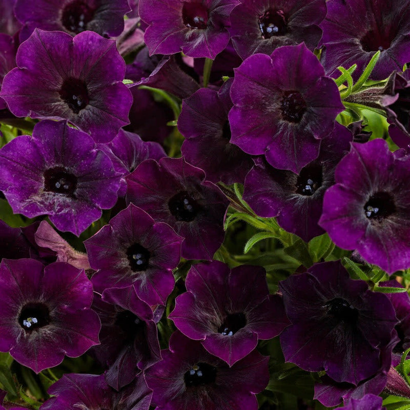 Supertunia Mini Vista Midnight Petunia up close.