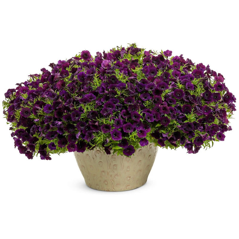 Supertunia Mini Vista® Midnight Petunia (Petunia hybrid)