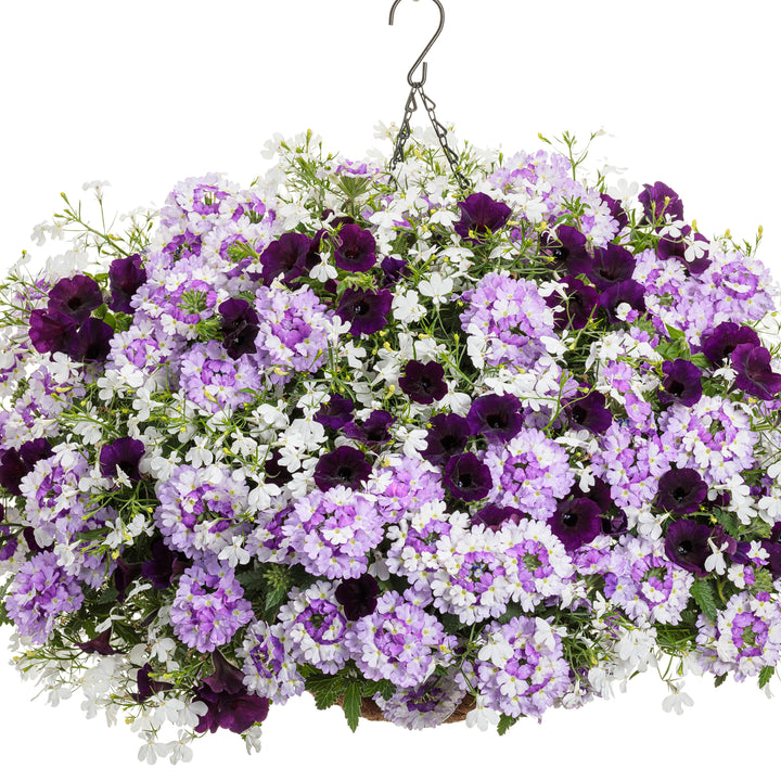 Supertunia Mini Vista® Midnight Petunia