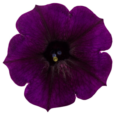 Supertunia Mini Vista® Midnight Petunia (Petunia hybrid)