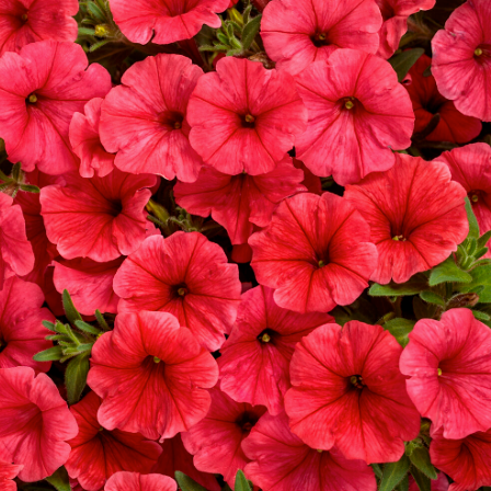 Supertunia Mini Vista Scarlet Petunia up close.