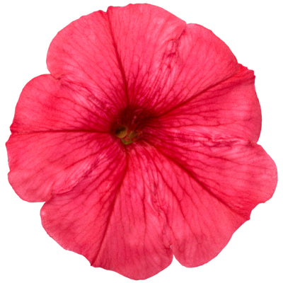 Supertunia Mini Vista® Scarlet Petunia (Petunia hybrid)