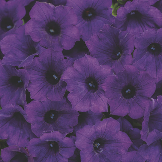 Supertunia Mini Vista® Ultramarine Petunia