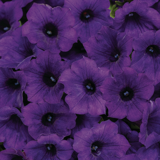 Supertunia Mini Vista® Ultramarine Petunia