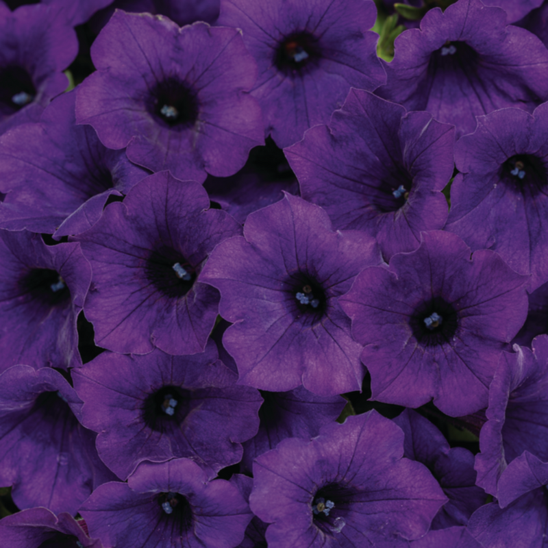 Supertunia Mini Vista Ultramarine Petunia up close.