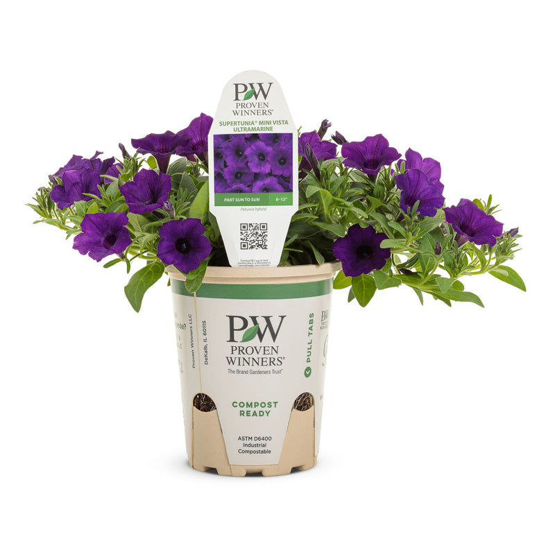 Supertunia Mini Vista® Ultramarine Petunia