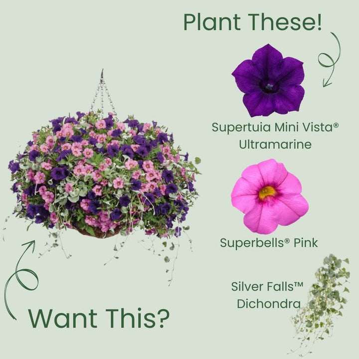 Supertunia Mini Vista® Ultramarine Petunia