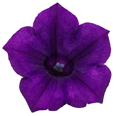 Supertunia Mini Vista® Ultramarine Petunia (Petunia hybrid)