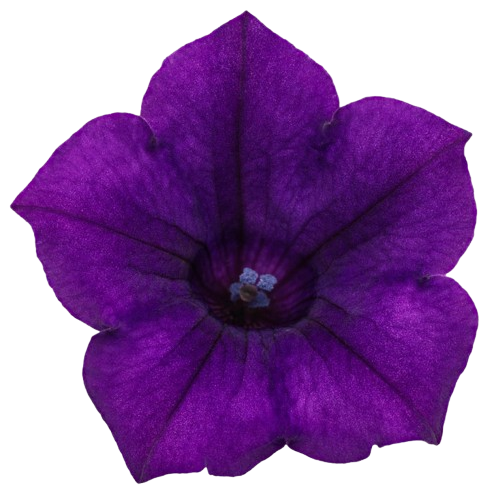 Supertunia Mini Vista® Ultramarine Petunia (Petunia hybrid)