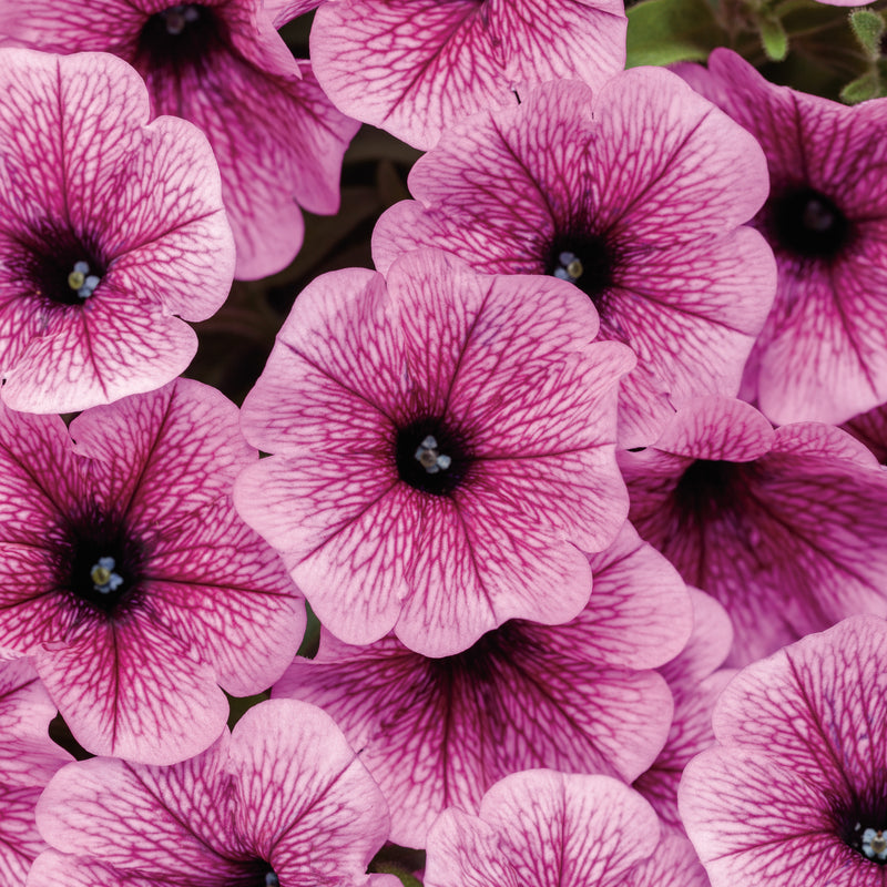 Supertunia Mini Vista Plum Veined Supertunia Mini Vista Plum Veined petunia up close.