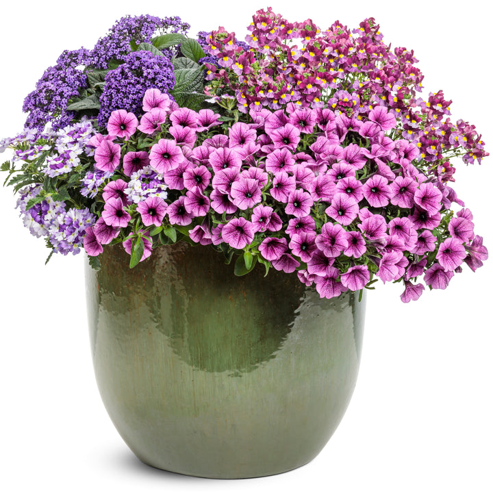 Petunia | Supertunia Mini Vista® Plum Veined | Proven Winners