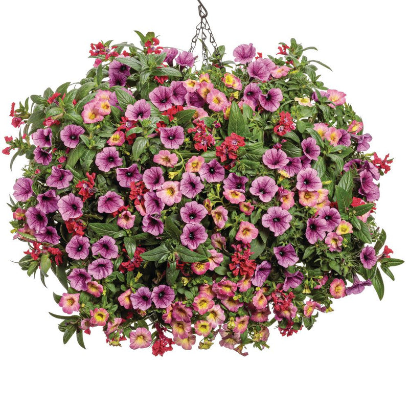 Supertunia Mini Vista® Plum Veined (Petunia hybrid) | Proven Winners® New Variety 2025