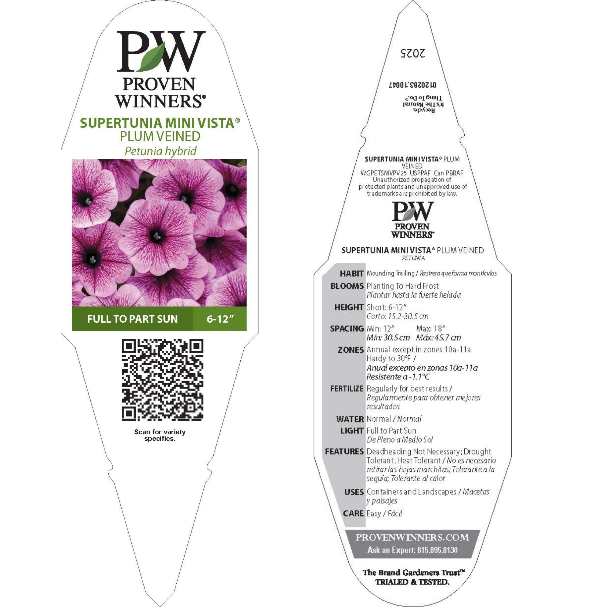 Petunia | Supertunia Mini Vista® Plum Veined | Proven Winners