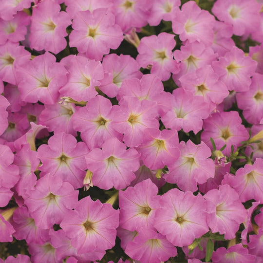 Supertunia Mini Vista® Pink Cloud Petunia | Proven Winners® New Variety 2026
