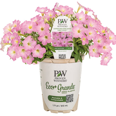 Supertunia Mini Vista® Pink Cloud Petunia | Proven Winners® New Variety 2026