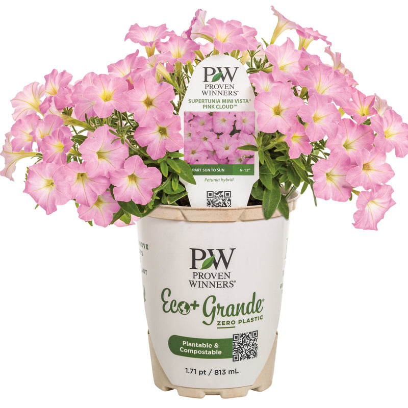 Supertunia Mini Vista® Pink Cloud Petunia | Proven Winners® New Variety 2026