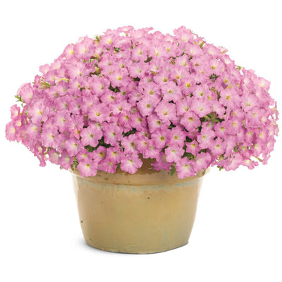 Supertunia Mini Vista® Pink Cloud Petunia | Proven Winners® New Variety 2026