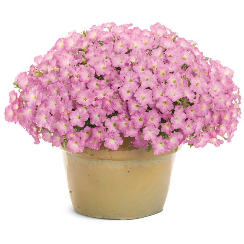 Supertunia Mini Vista® Pink Cloud Petunia | Proven Winners® New Variety 2026