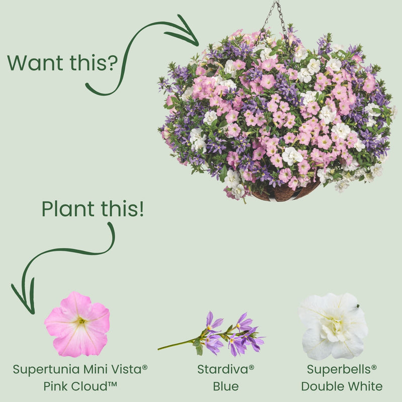 Supertunia Mini Vista® Pink Cloud Petunia | Proven Winners® New Variety 2026
