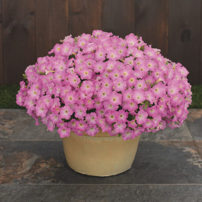 Supertunia Mini Vista® Pink Cloud Petunia | Proven Winners® New Variety 2026