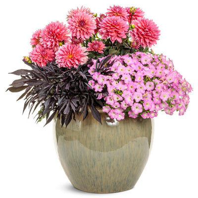 Supertunia Mini Vista® Pink Cloud Petunia | Proven Winners® New Variety 2026