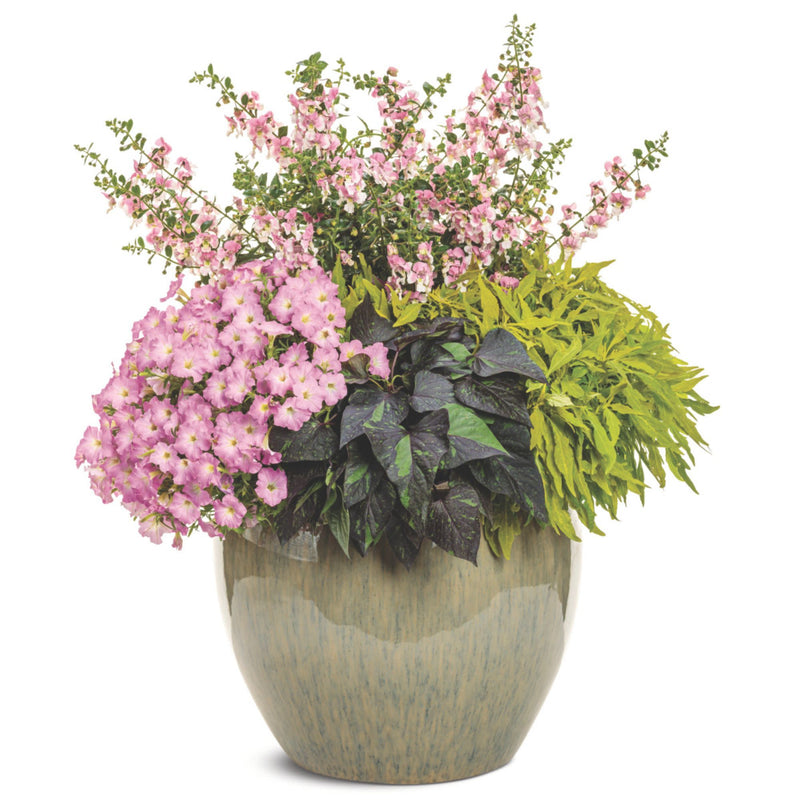 Supertunia Mini Vista® Pink Cloud Petunia | Proven Winners® New Variety 2026