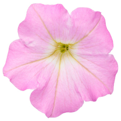 Supertunia Mini Vista® Pink Cloud Petunia | Proven Winners® New Variety 2026