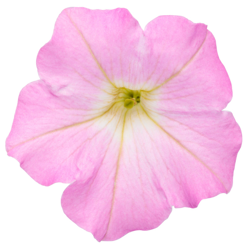 Supertunia Mini Vista® Pink Cloud Petunia | Proven Winners® New Variety 2026