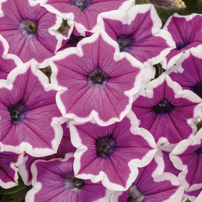 Supertunia Hoopla Vivid Orchid Petunia up close.