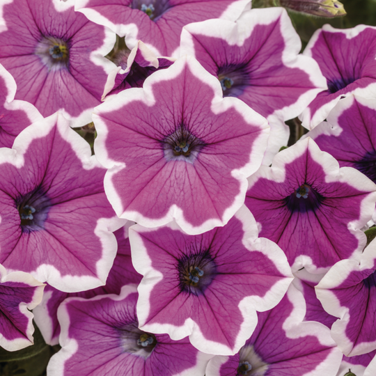 Supertunia® Hoopla® Vivid Orchid™ Petunia