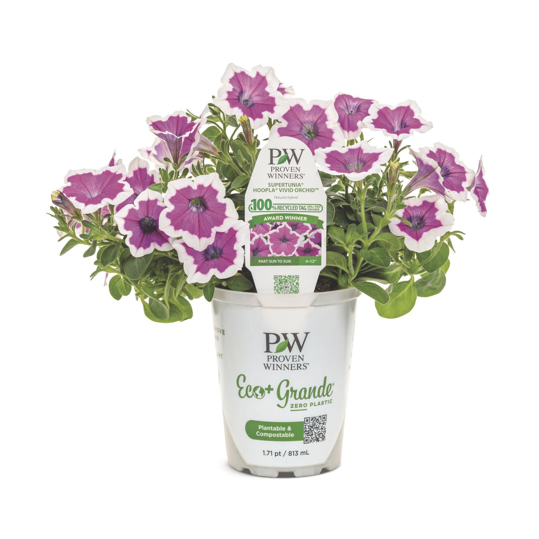 Petunia | Supertunia® Hoopla® Vivid Orchid™ | Proven Winners