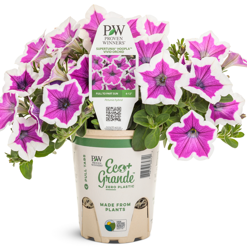 Supertunia Hoopla Vivid Orchid Petunia in container.