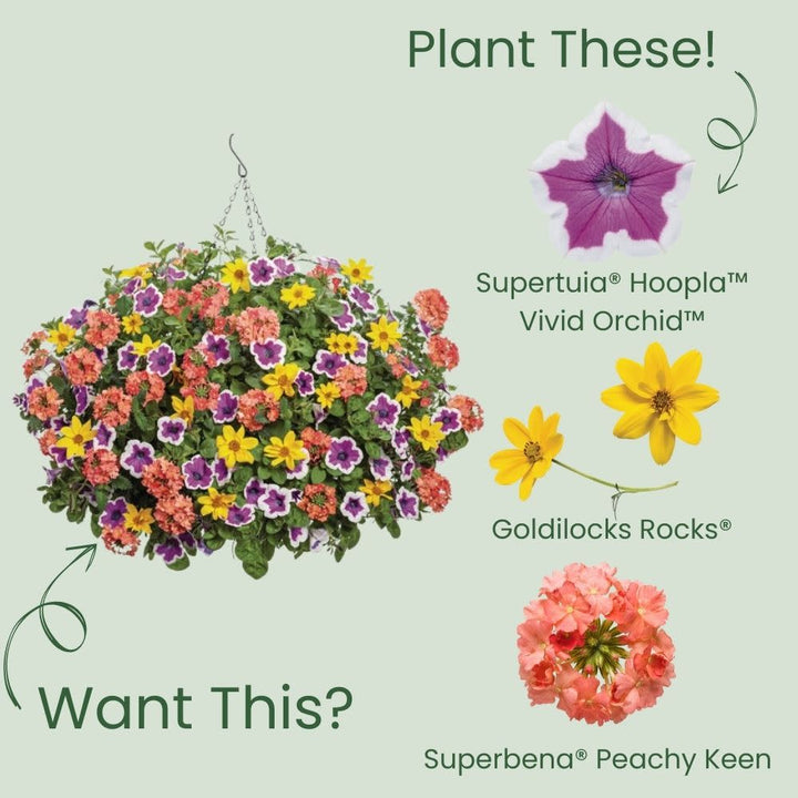 Supertunia® Hoopla® Vivid Orchid™ Petunia