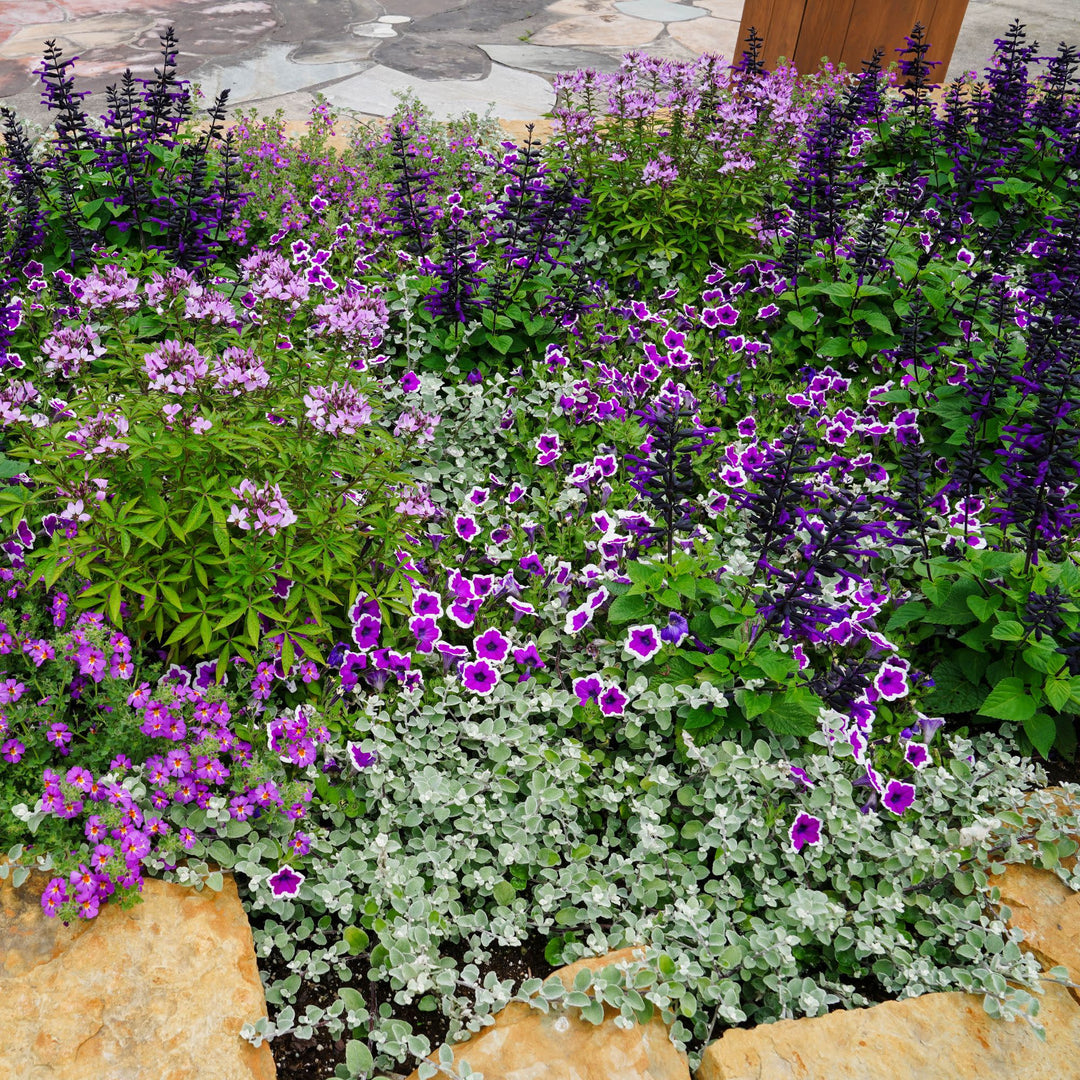 Petunia | Supertunia® Hoopla® Vivid Orchid™ | Proven Winners