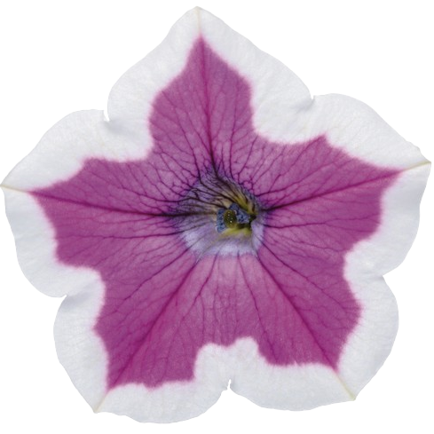 Supertunia® Hoopla® Vivid Orchid™ Petunia (Petunia hybrid)