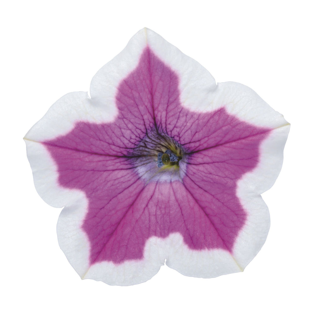 Petunia | Supertunia® Hoopla® Vivid Orchid™ | Proven Winners