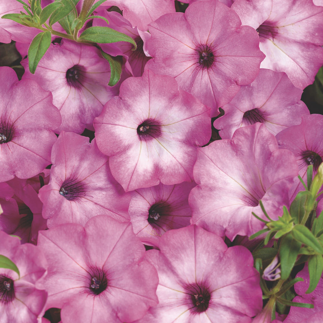 Petunia | Supertunia® Pink Tiara™ | Proven Winners® Annuals