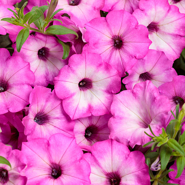 Petunia | Supertunia® Pink Tiara™ | Proven Winners® Annuals