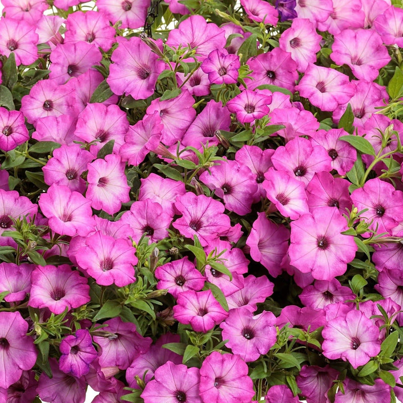 Supertunia Tiara Pink Petunia up close.