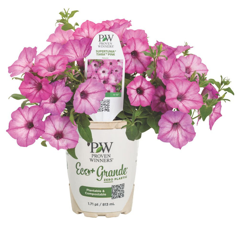 Supertunia® Pink Tiara™ Petunia (Petunia hybrid) | Proven Winners® New Variety 2025