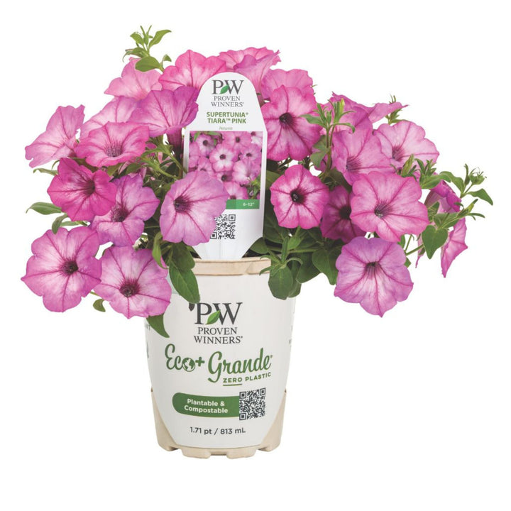 Pekitana♡ Petunia | Supertunia® Pink Tiara™ | Proven Winners® Annuals