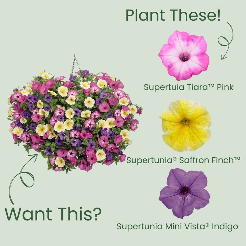 Supertunia Tiara™ Pink Petunia (Petunia hybrid) | Proven Winners® New Variety 2025