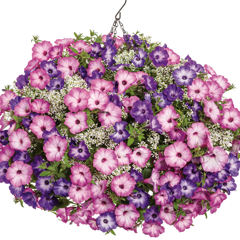 Supertunia® Pink Tiara™ Petunia (Petunia hybrid) | Proven Winners® New Variety 2025