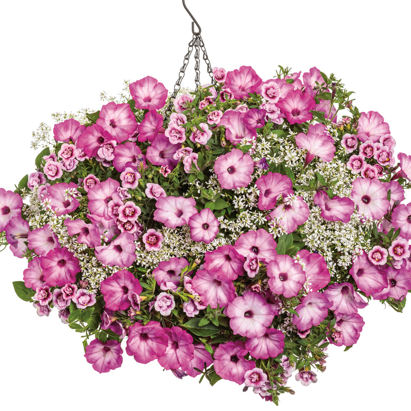 Supertunia® Pink Tiara™ Petunia (Petunia hybrid) | Proven Winners® New Variety 2025