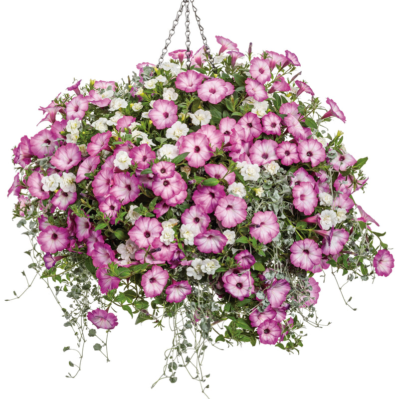 Supertunia® Pink Tiara™ Petunia (Petunia hybrid) | Proven Winners® New Variety 2025