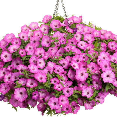 Supertunia Tiara Pink Petunia in use.