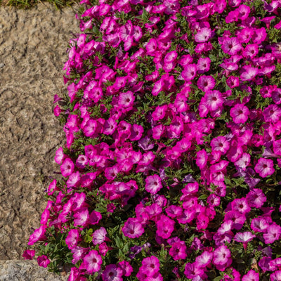 Supertunia® Pink Tiara™ Petunia (Petunia hybrid) | Proven Winners® New Variety 2025